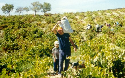 Vendimias de 1999