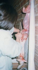 La autora desollando un conejo