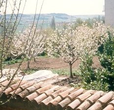 Cerezos