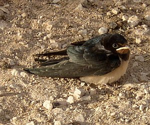 Golondrina