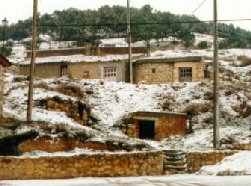 Imagen de los pinos tras una helada
