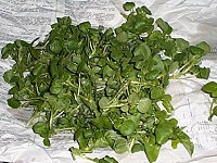 Berros